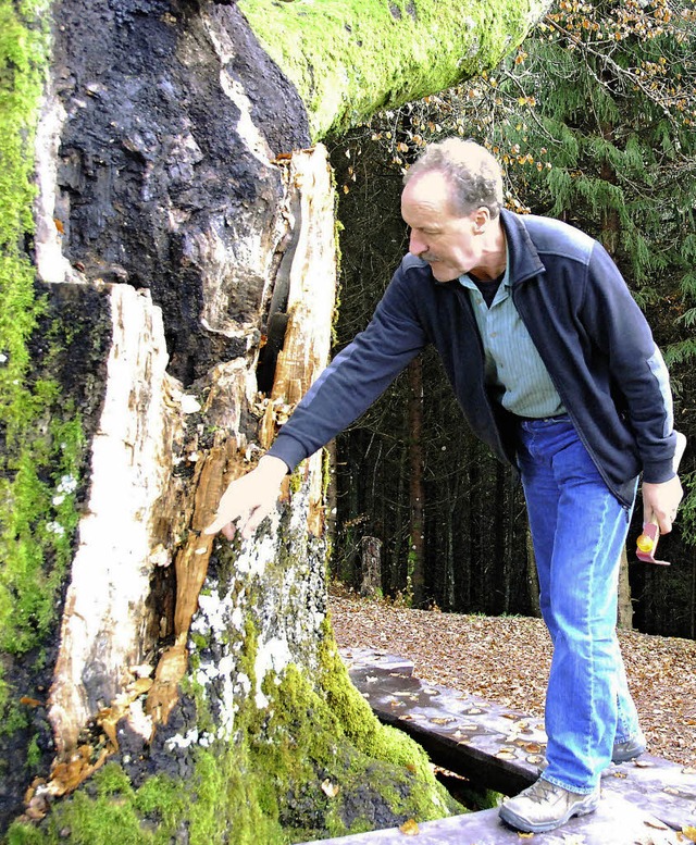 Baumpflegespezialist Ulrich Pfefferer an der kranken Rotbuche  | Foto: Edgar Steinfelder