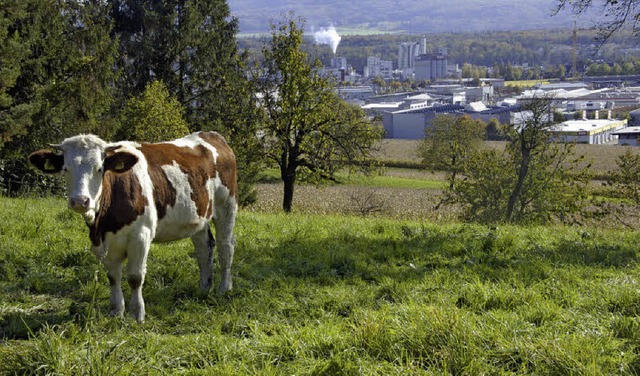 In Rheinfelden sind nicht die Khe, so...ten Ausstoer des Treibhausgases CO2.   | Foto: Peter Gerigk
