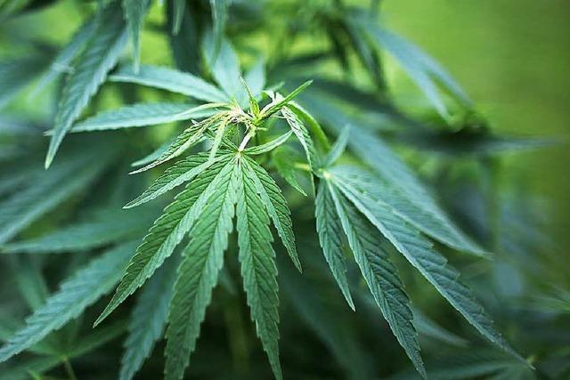 Strafrechtler halten Cannabis-Verbot für Unsinn