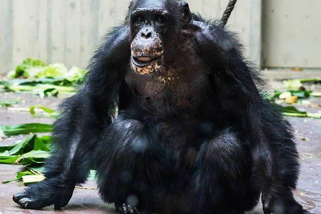 Ende eines Affenlebens: Der älteste Basler Schimpanse ist tot