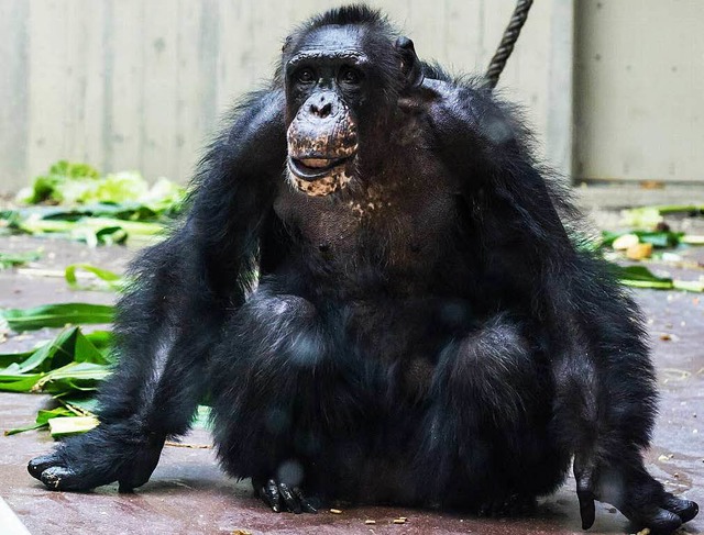 Schimpansenmann Eros   | Foto: Zoo Basel