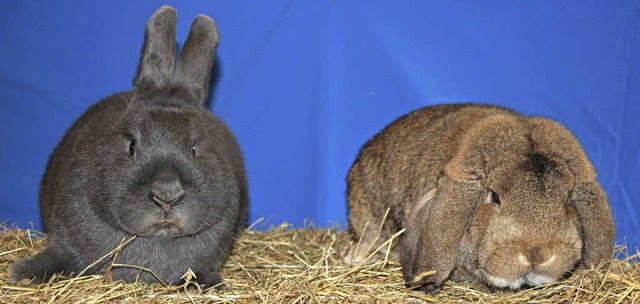 Blauer Wiener und deutscher Kleinwidder von Wilhelm Fackler und Martin Haaf.   | Foto: Stefanie Sigmund