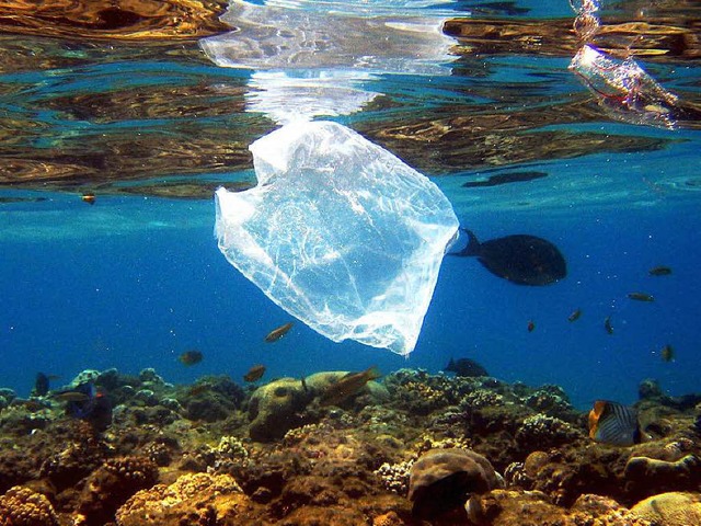 Insbesondere Tiere leiden unter dem Plastikmll in den Ozeanen...  | Foto: dpa