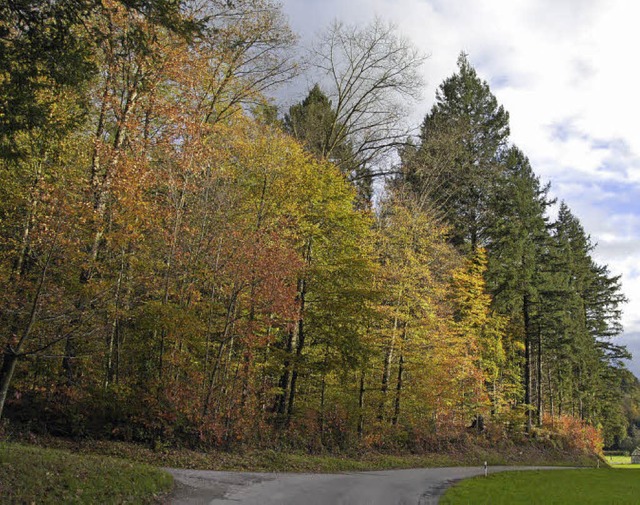 Der Freimter Wald schreibt schwarze Z...naus eine wichtige Erholungsfunktion.   | Foto: Pia Grttinger