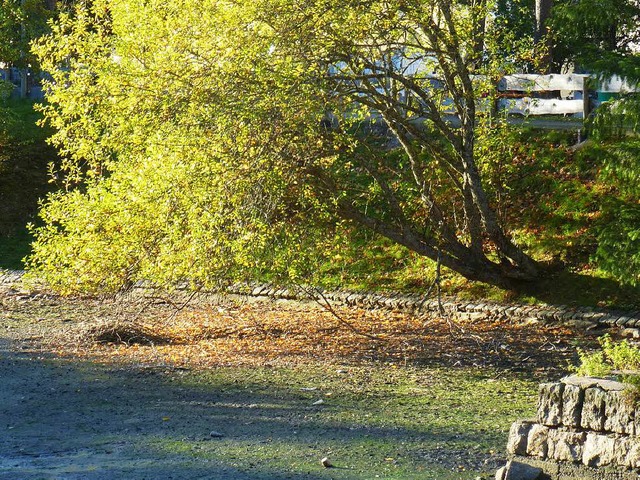 Ein Bild aus der Vergangenheit, der Baum ist gefllt.  | Foto: Peter Stellmach