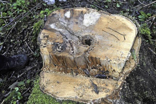 In Riegels Eschenwldern droht bald der Kahlschlag