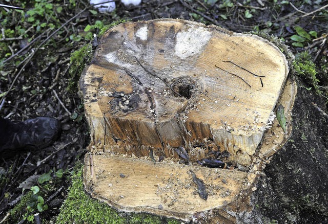 Schadensspuren  an einem Baumstumpf. I...solange das Holz noch verwertbar ist.   | Foto: THomas Kunz