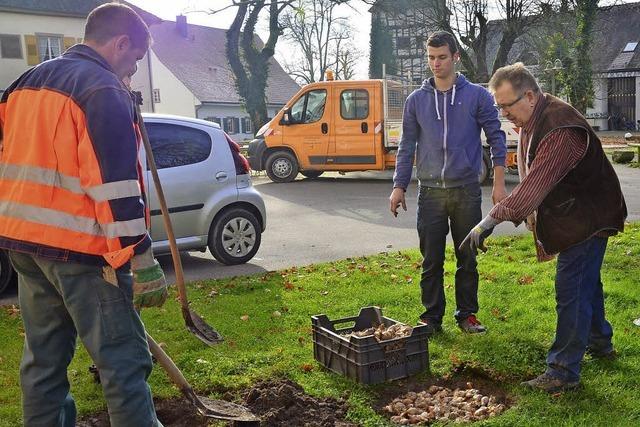 Im kargen Rasen blhen bald Tulpen und Narzissen