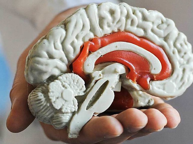 Abhngig von genetischen Einschaltmustern: das  Gehirn   | Foto: dpa