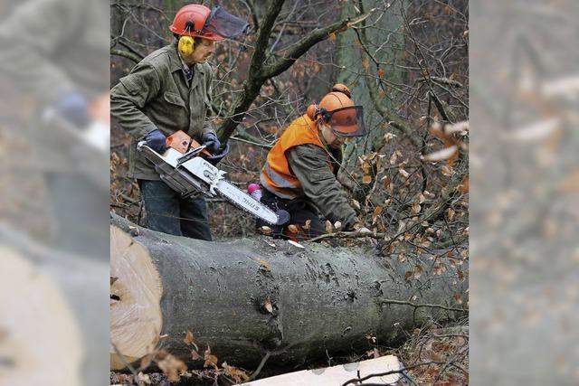 Sorge um Wald trotz Gewinn