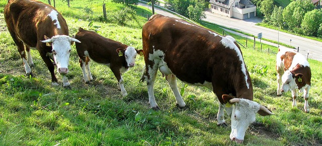 Die  Rinderrasse der &#8222;Hinterwld...anten Biosphrengebiet Sdschwarzwald.  | Foto: Manfred Lange