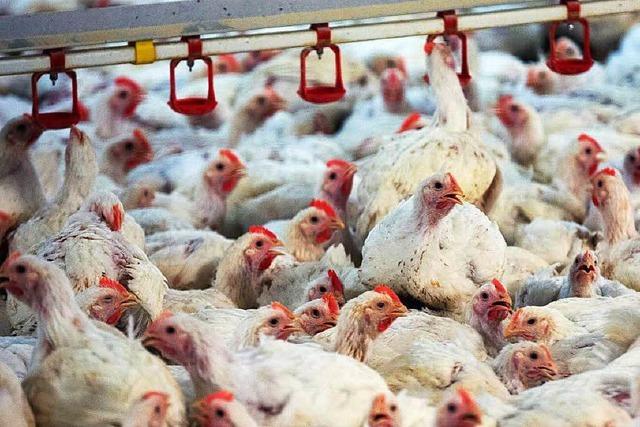 Vogelgrippe H5N8: Hühner sollen drin bleiben