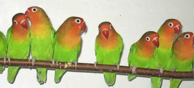 Farbenpracht brachten diese Piepmtze auf die Vogelschau.   | Foto: privat