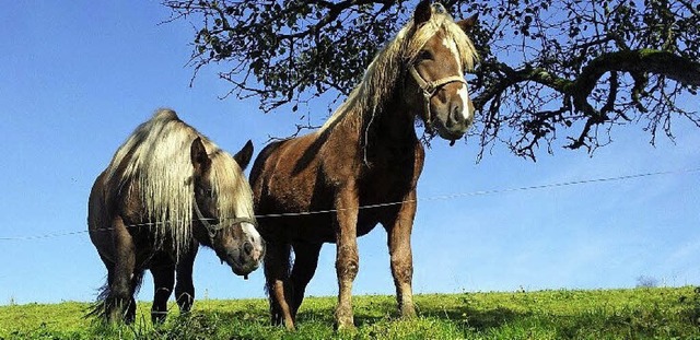 Die Pferde stehen auf der Weide.   | Foto: privat