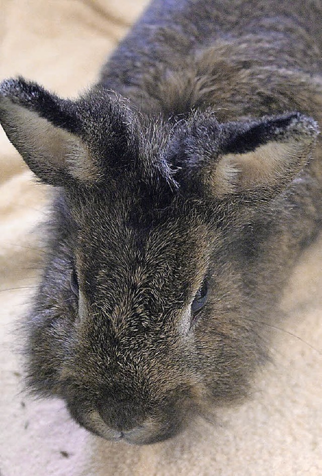 Das Kaninchen Lisa sucht ein Zuhause.   | Foto: Tierheim