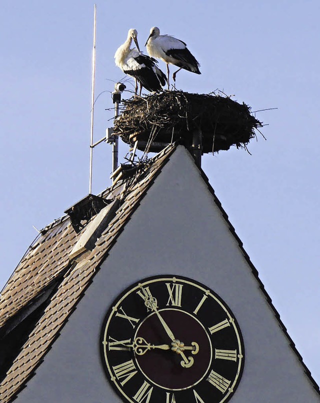 berwintern in Gundelfingen: das Storc...iert von BZ-Leserin Anne-Witte-Rotter.  | Foto: Anne-Witte-Rotter