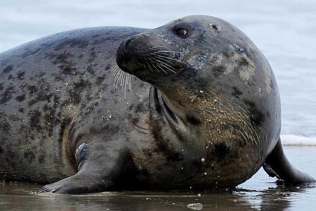 Kegelrobben attackieren Schweinswale in der Nordsee