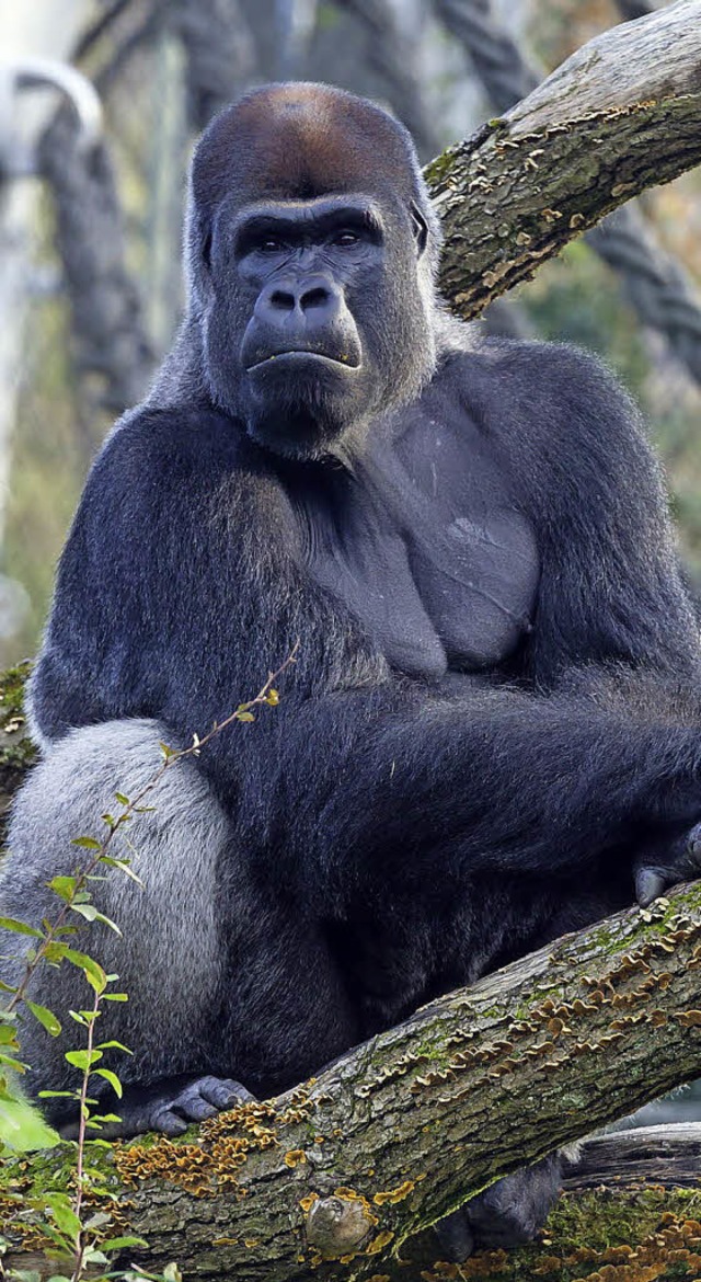 Vor drei Monaten kam M&#8217;Tong in ...der Gorilla-Gruppe selbstsicher wahr.   | Foto: Zoo Basel