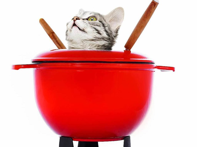 So soll&#8217;s nicht sein. Katzenfondue.   | Foto: tsian / bruno135_406 (Fotolia.com), Montage: Nils Oettlin