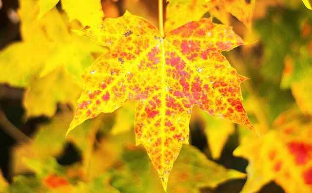 Der milde Herbst hat auch seine schnen Seiten.   | Foto: dpa