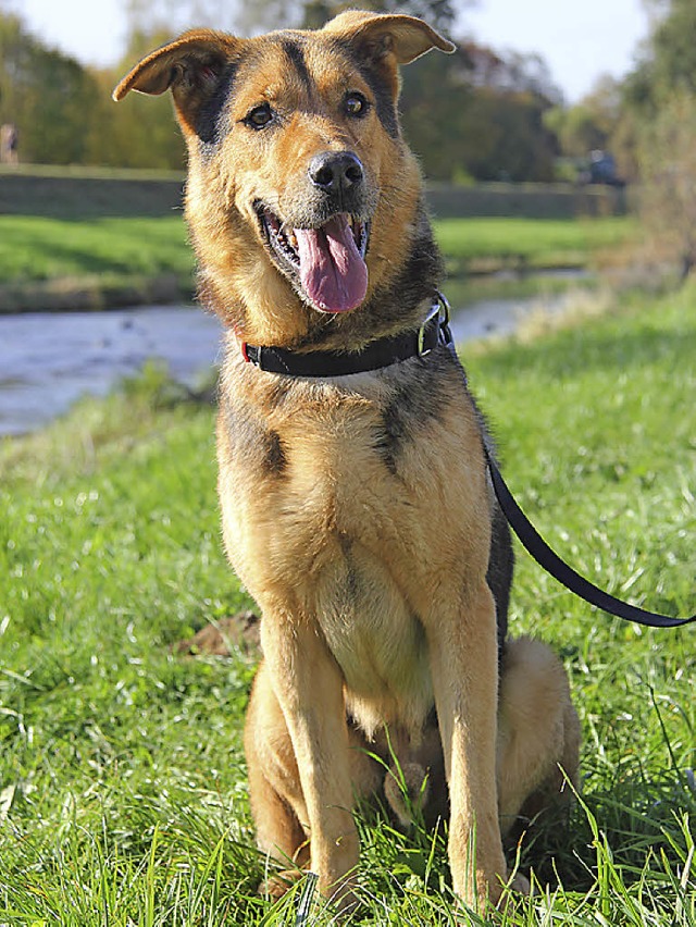 Cash mag Menschen.   | Foto: Tierheim