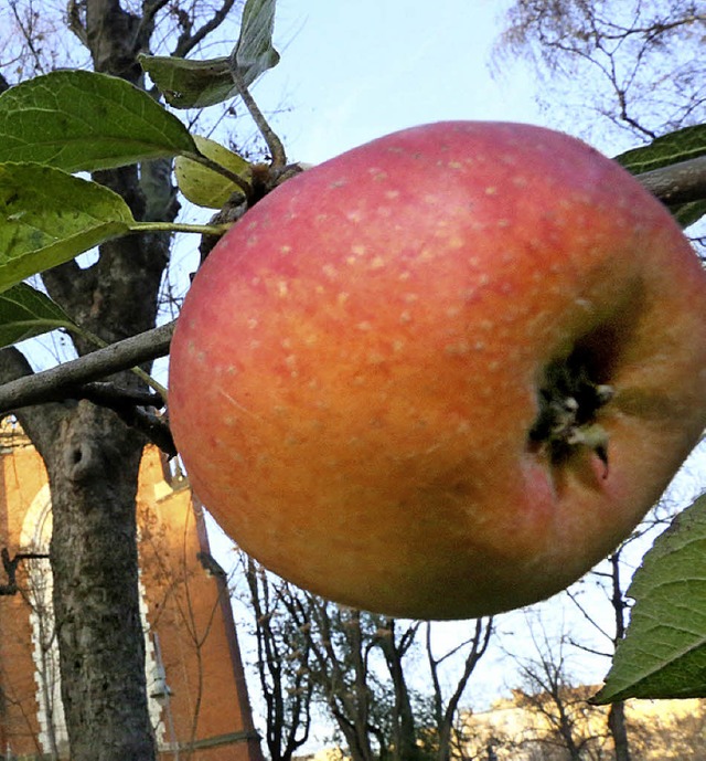 Wer einen hochstammigen Obstbaum pflanzt, erhlt von der Stadt einen Zuschuss.  | Foto: dpa