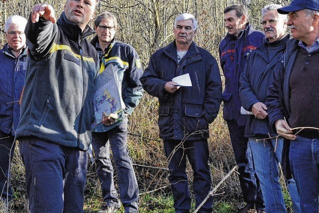 Eschensterben bereitet groe Sorgen