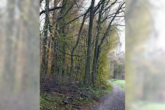 Wald ist mehr als Rohstofflieferant