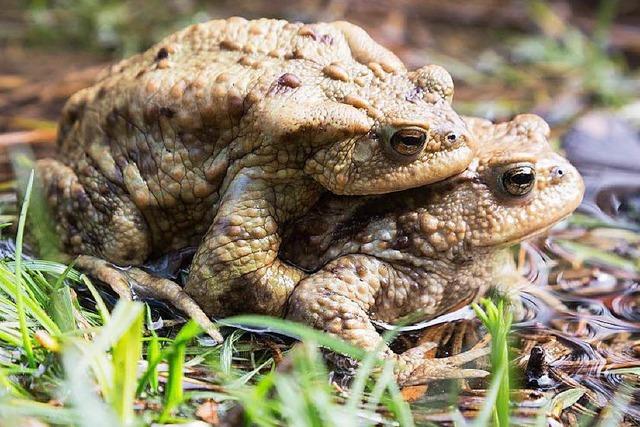 Wie wird man die Erdkrten im Naturbad wieder los?