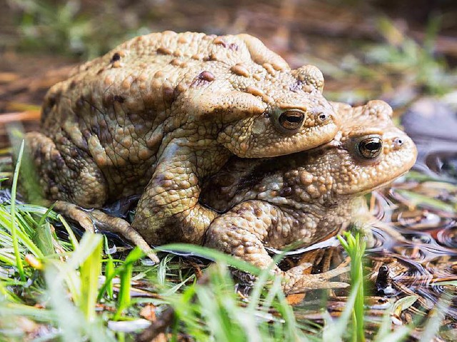 Bufo Bufo, die Erdkrte &#8211; gefhr...en. Den Betreibern missfllt&#8217;s.   | Foto: DPA