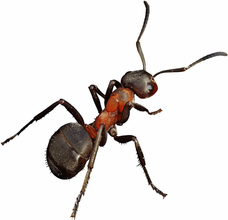 Ameisen futtern mit am meisten.   | Foto: Fotolia