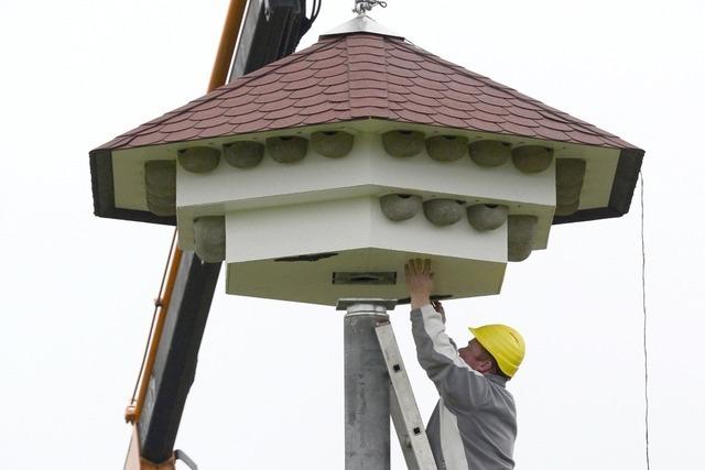 Schwalben kriegen ein XXL-Vogelhaus in Freiburg-Rieselfeld