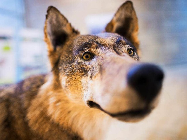Der Wolf <ppp> </ppp>  | Foto: dpa