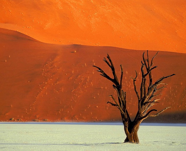 Namibia: Land der Weite, Kontraste und...extremen Bedingungen angepasst haben.   | Foto: Josef Niedermeier, Dirk Rohrbach