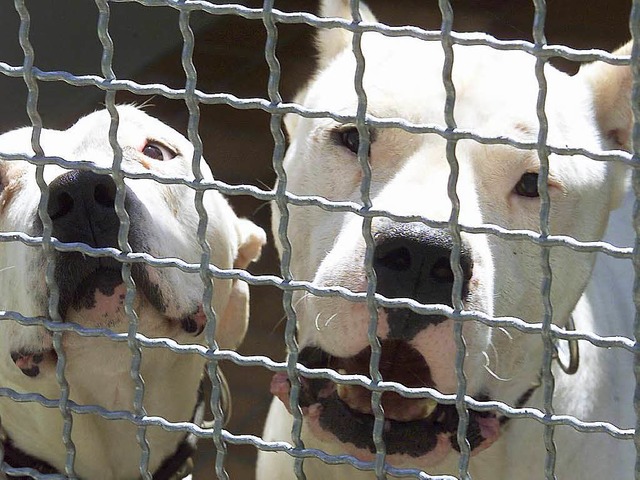 Hunde hinter Gitterstben &#8211; das ...oden, Kampfspuren und Parasitenbefall.  | Foto: dpa