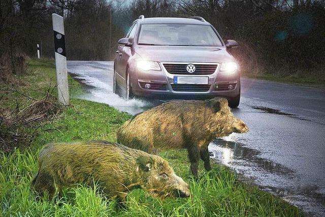 Was tun, wenn man Wildschweine auf der Strae trifft?