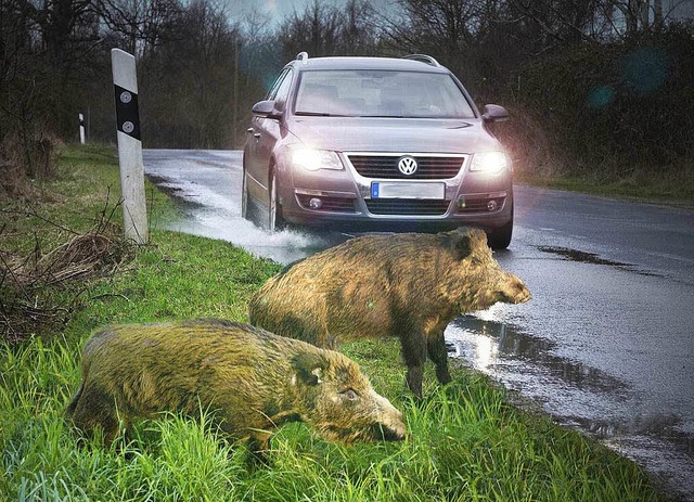 Hchste Vorsicht ist angesagt bei Wildschweinen am Straenrand.  | Foto: VW/hp