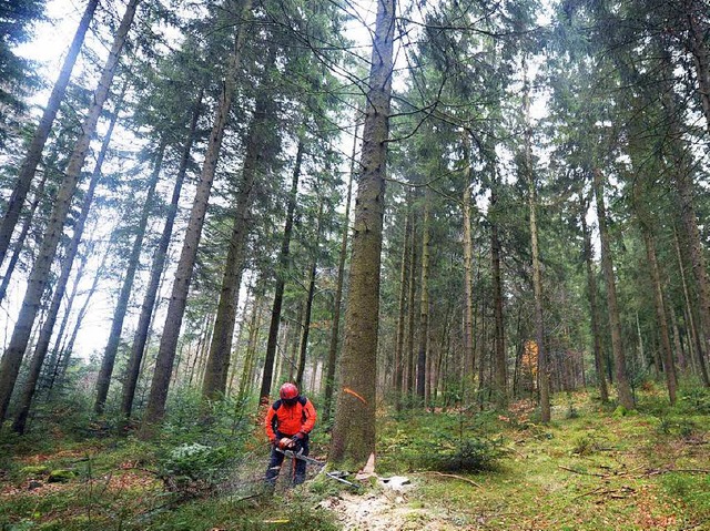 Der Wald stirbt nicht &#8211; aber viele Bume leiden unter dem Klimawandel.   | Foto: dpa