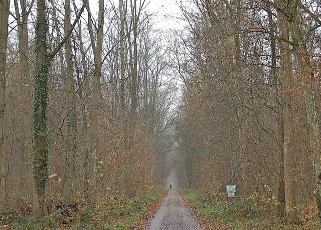 84 Prozent des Holzes, das im Wald von...itt im Landkreis liegt bei 25 Prozent.  | Foto: Pia Grttinger