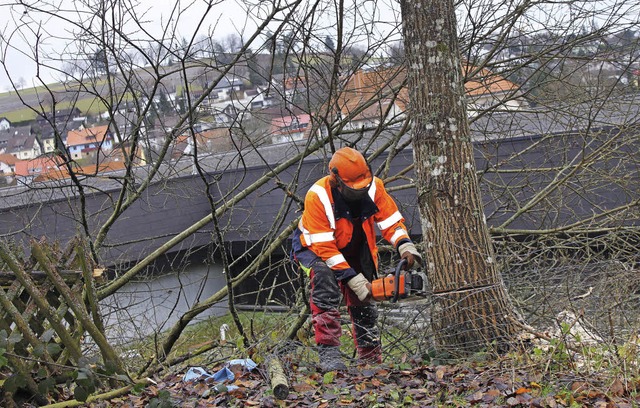 Umfangreiche Baumfllmanahmen bedinge...tund die Fassade des Bildungszentrums.  | Foto: Martha Weishaar