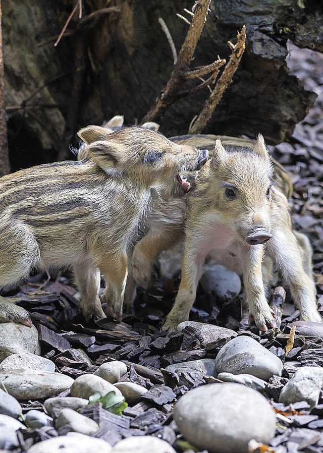 In dieser Gre sind Wildschweine noch s.  | Foto: Privat