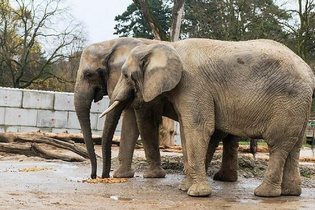 Elefanten testen ihr neues Zuhause im Basler Zoo