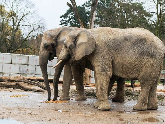 Die Elefanten im Basler Zoo bekommen ein neues Zuhause.   | Foto: Zoo Basel