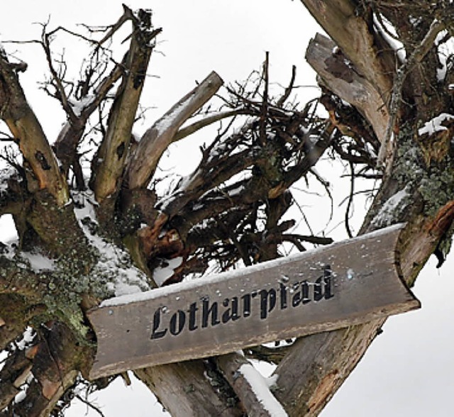 Lehrweg in Sachen lebendiger Wald:der Lotharpfad  | Foto: dpa