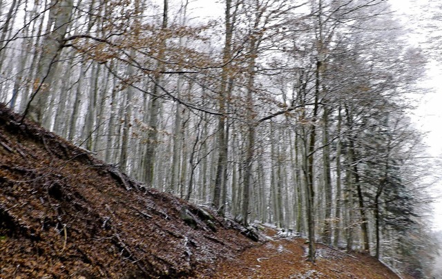 Buchenwaldbestnde wie hier bei Ricken...den Folgen des Klimawandels betroffen.  | Foto: wolfgang adam