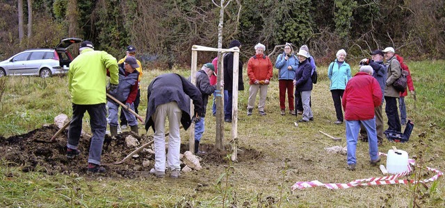 Eine fnf Meter hohe Taubeneiche pflan...hrigen Bestehens  auf dem Tllinger.   | Foto: PRIVAT