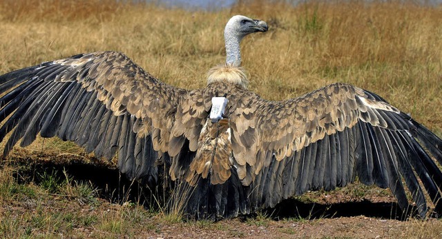 Gibt fliegend Daten ab: Gnsegeier mit Sender   | Foto: dpa