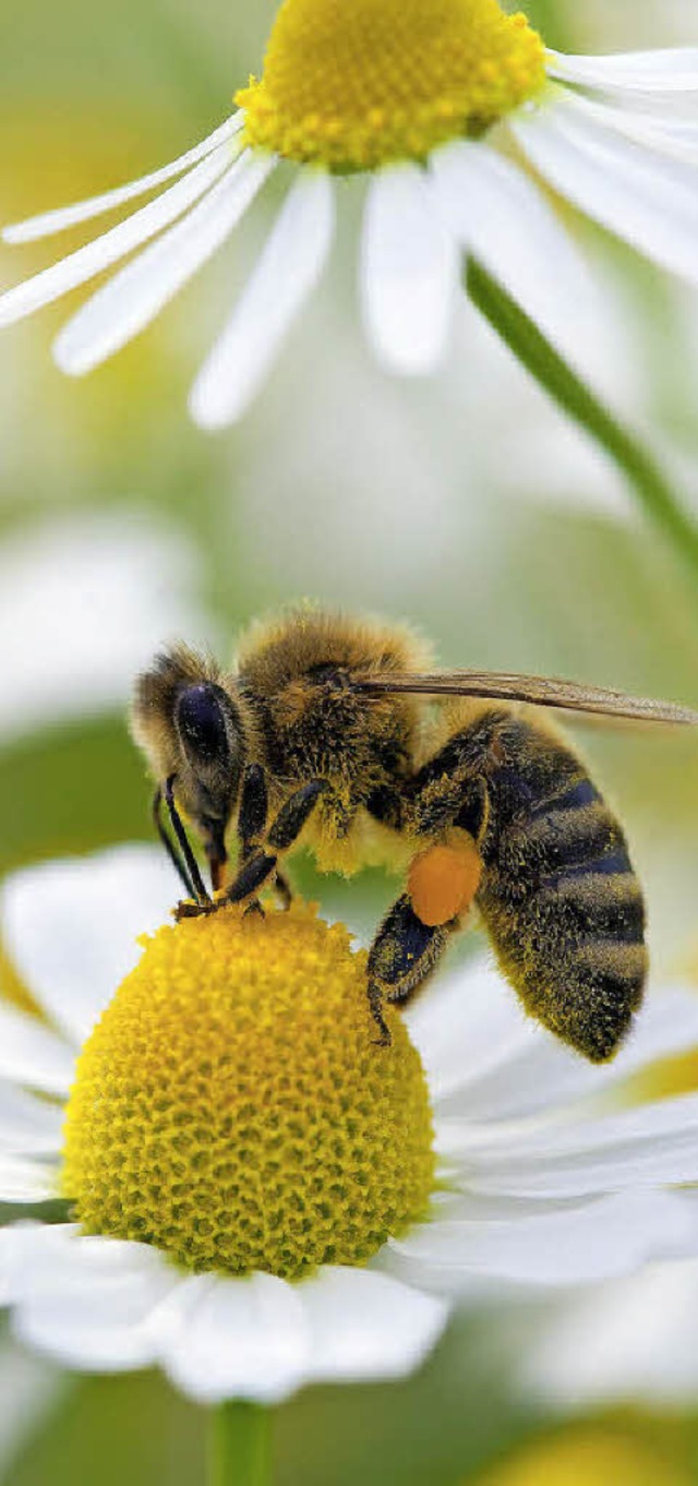 Eine Biene sucht auf einer Kamillenblte Nahrung.   | Foto: dpa
