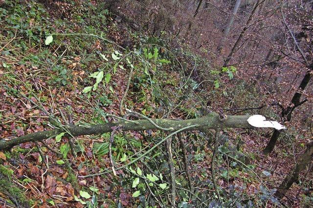 Stechpalme am Mrtelbuck umgesgt - Waldbesitzer setzt Belohnung aus