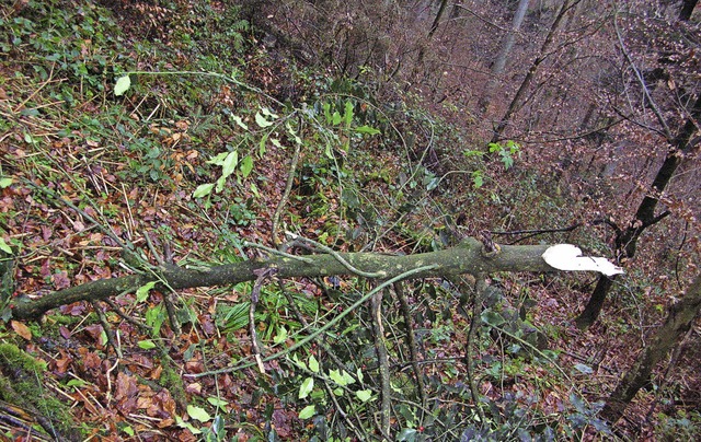 Offenbar geplndert wurde diese Stechpalme im Wald bei Sexau.   | Foto: Hans-Gerd Miechiels